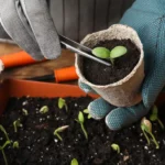 Подхранване на разсад с домашни средства